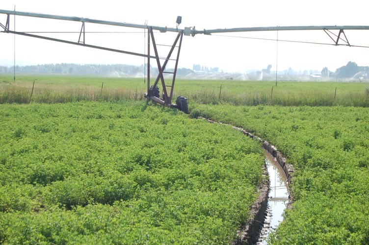 CenterPivotPhoto_210