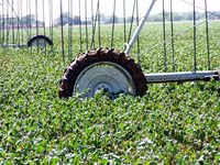 CenterPivotPhoto_169