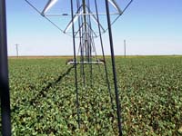 CenterPivotPhoto_188