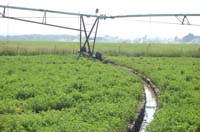 CenterPivotPhoto_210
